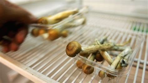 California Gov. Gavin Newsom vetoes bill that would have decriminalized psychedelic mushrooms